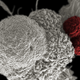 A cancer cell (white) being attacked by immune cells (in red). A new bacterial cancer therapy gives a boost to this natural anti-cancer attack. (Image: NIH)